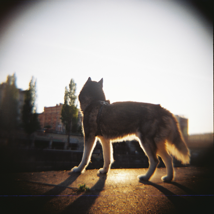 Lomography 100 Color Negative - 120mm Film, Single Roll