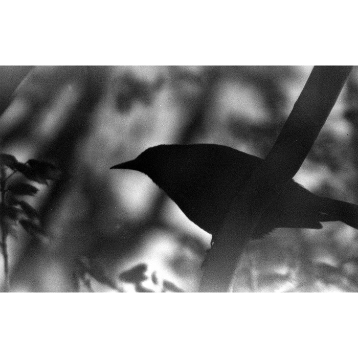 Film Photography Project X-Ray 200-400 ISO Black & White Negative Film - 35mm Film, 36 Exposures, Single Roll