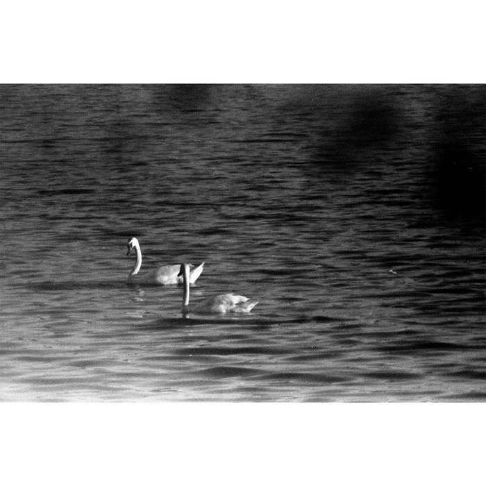 Film Photography Project X-Ray 200-400 ISO Black & White Negative Film - 35mm Film, 36 Exposures, Single Roll