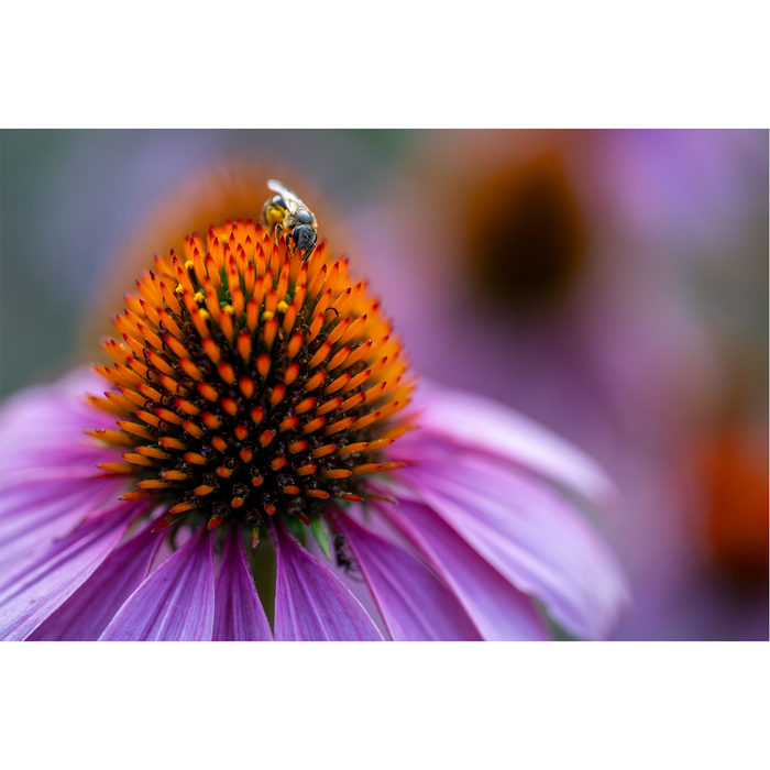 Tamron 90mm f/2.8 Di III VXD Macro Lens - Sony E Mount