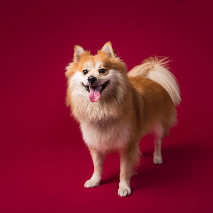 Savage #06 Crimson Seamless Background Paper 53" x 36'