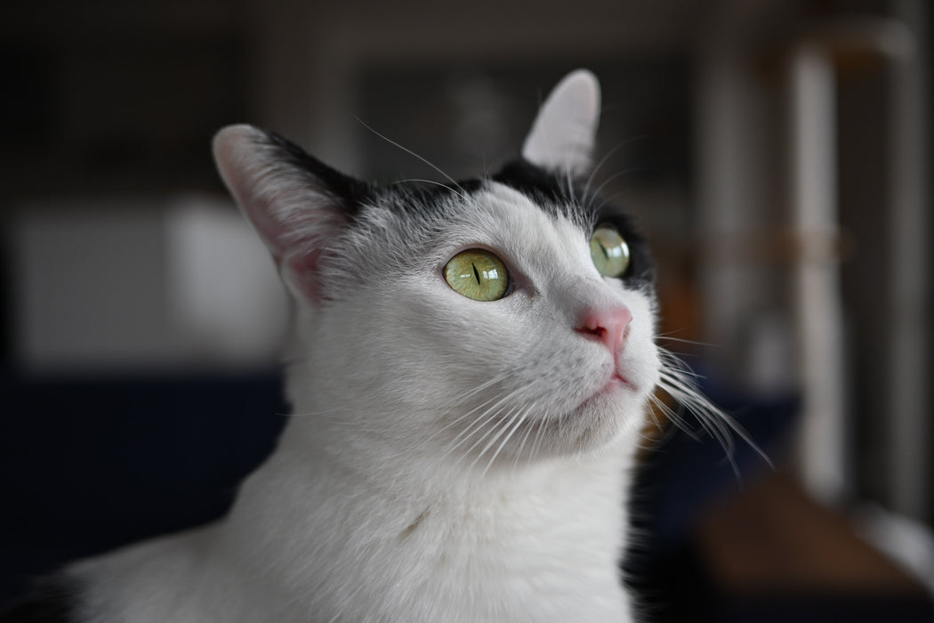 Nikon Z DX 24mm f/1.7 Lens