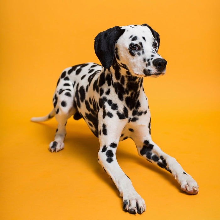 Savage #43 Marmalade Seamless Background Paper 53" x 36'