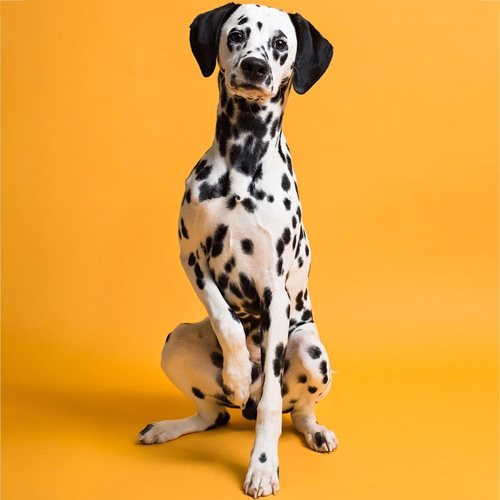 Savage #43 Marmalade Seamless Background Paper 53" x 36'