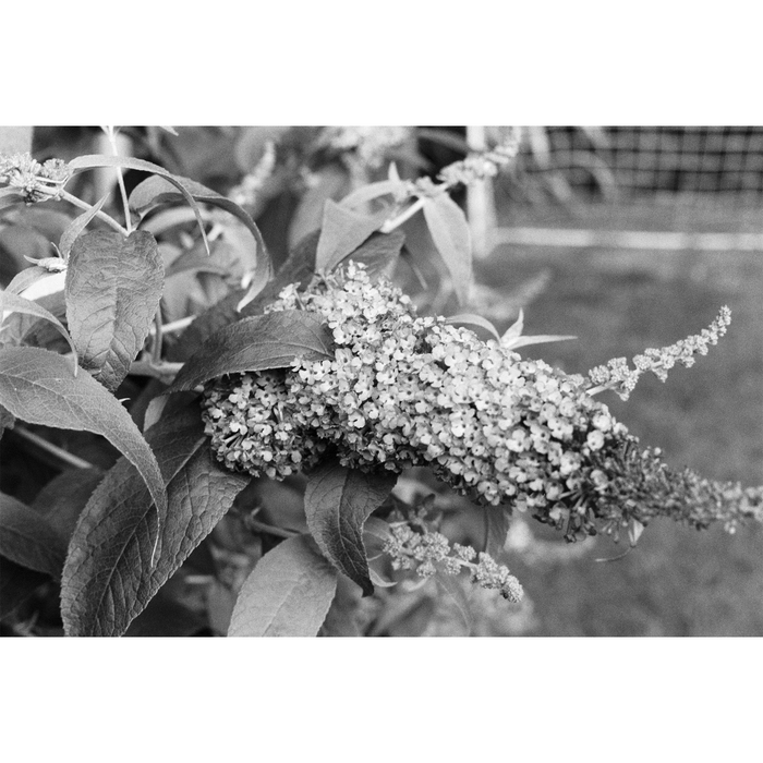 Ilford Delta 400 Professional Black & White Negative - 35mm Film, 24 Exposures, Single Roll