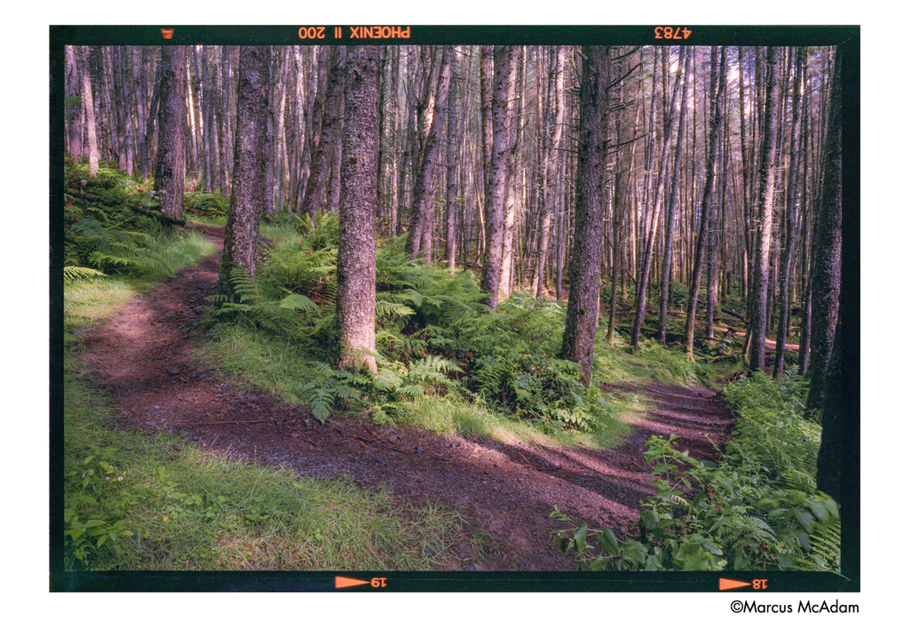 Harman Phoenix II 200 Color Negative - 35mm Film, 36 Exposures, Single Roll