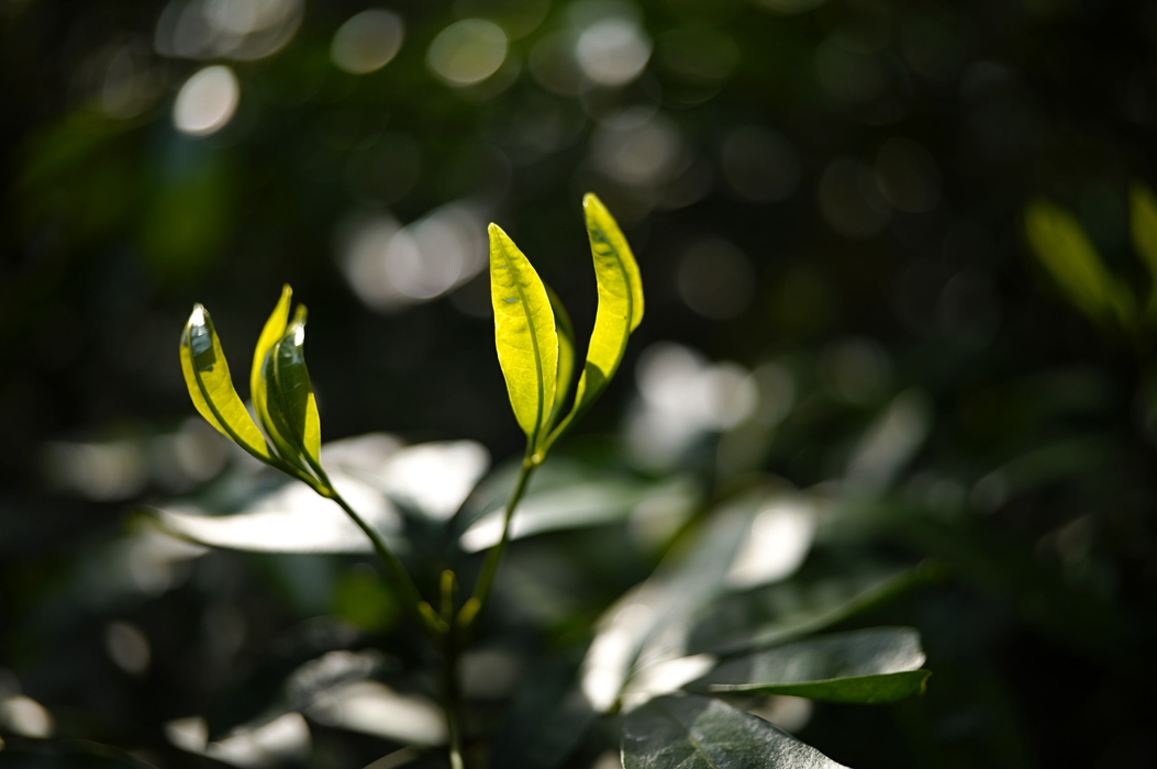 Sigma 35mm f/1.4 DG II Art Lens - Leica L Mount