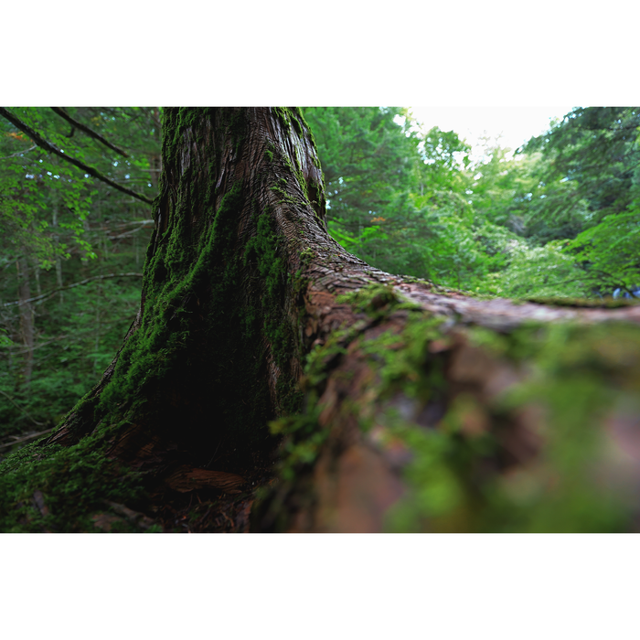 Canon RF 16-28mm f/2.8 IS STM Lens