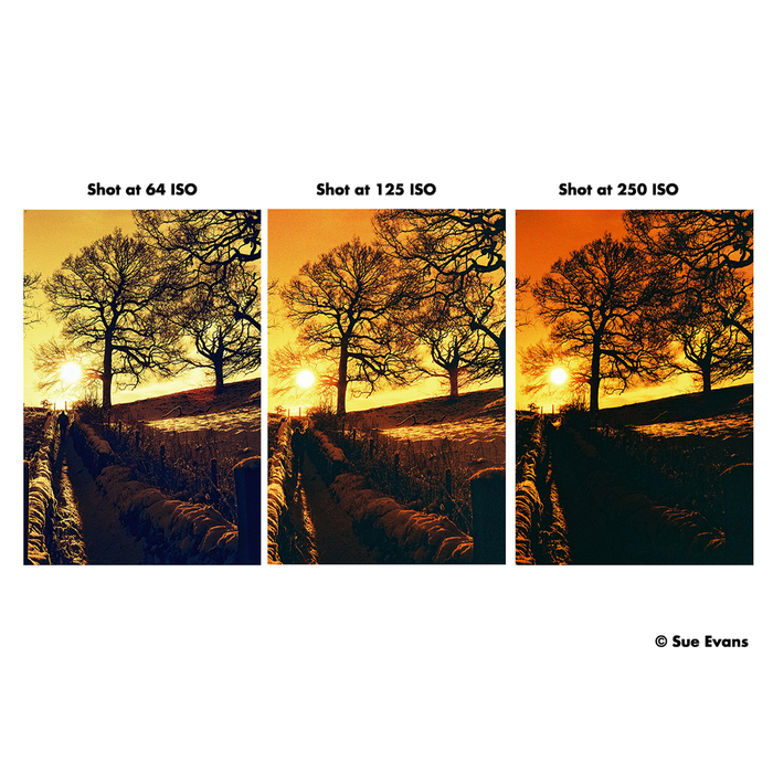 Harman Red 125 Redscale Color Negative - 35mm Film, 36 Exposures, Single Roll
