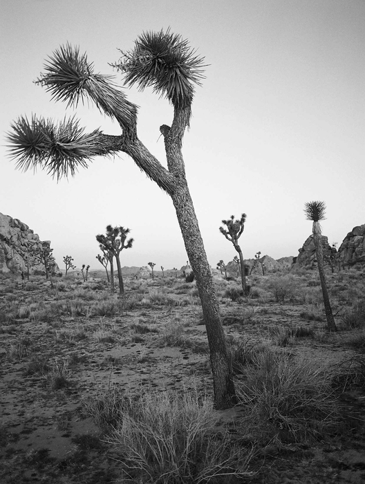 Kodak Eastman Professional EKTAPAN 400 Black & White Negative - 35mm Film, 36 Exposures, Single Roll
