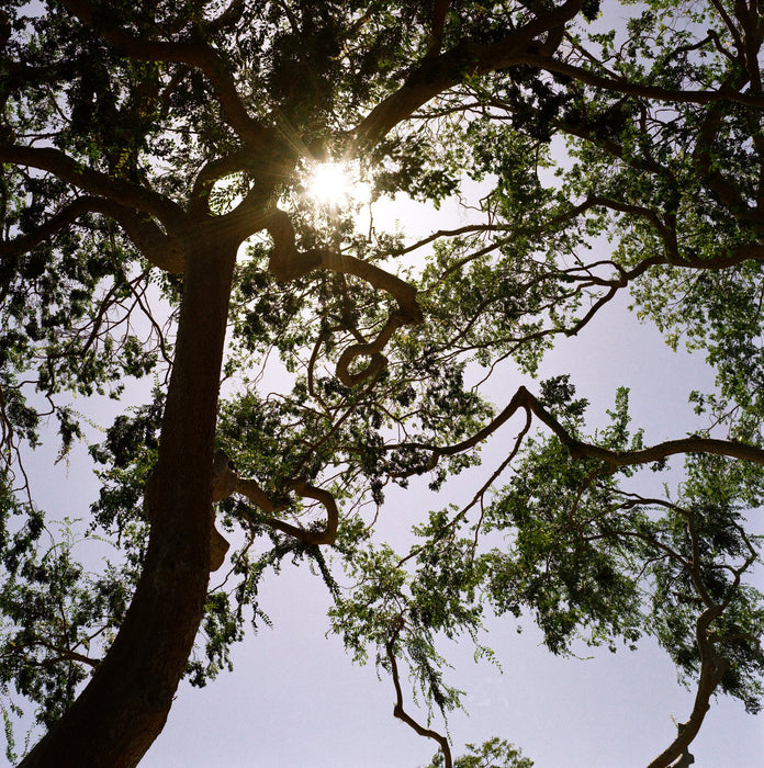 Negative Supply Basic Film Carrier 120 MK2