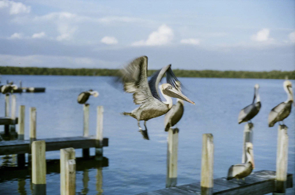 CineStill 50 Daylight Color Negative - 35mm Film, 36 Exposures, Single Roll