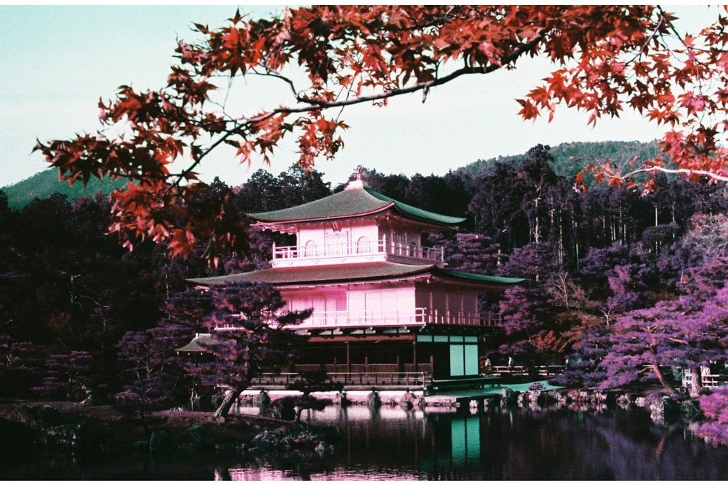 Lomography LomoChrome Purple Pétillant 100-400 Color Negative - 35mm Film, 36 Exposures, Single Roll
