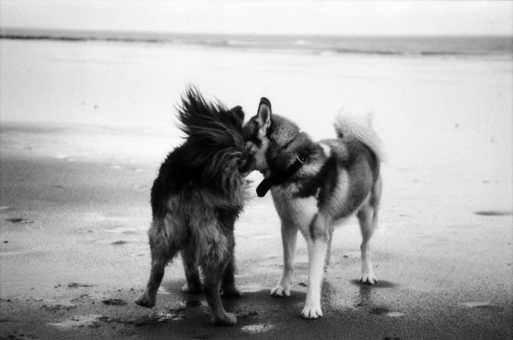 KONO! Monolit 400 Black & White Negative - 35mm Film, 24 Exposures, Single Roll