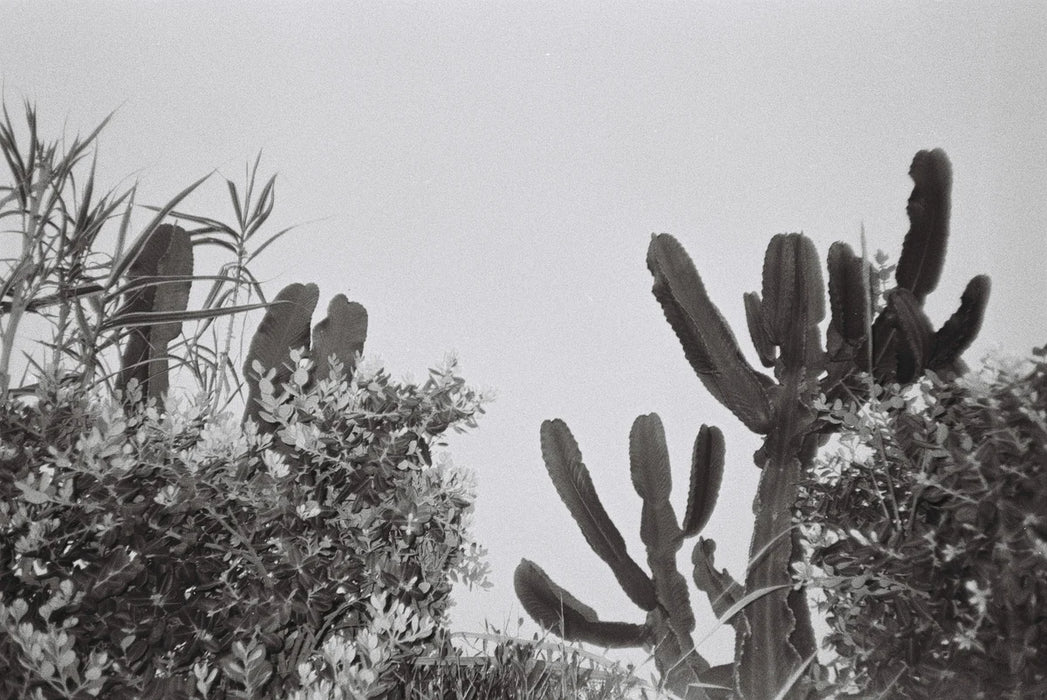 Dubblefilm Daily 400 Black & White Negative - 35mm Film, 36 Exposures, Single Roll