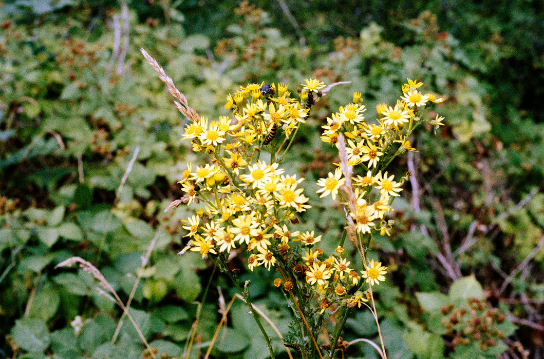 ORWO Wolfen NC500 Color Negative - 35mm Film, 36 Exposures, Single Roll