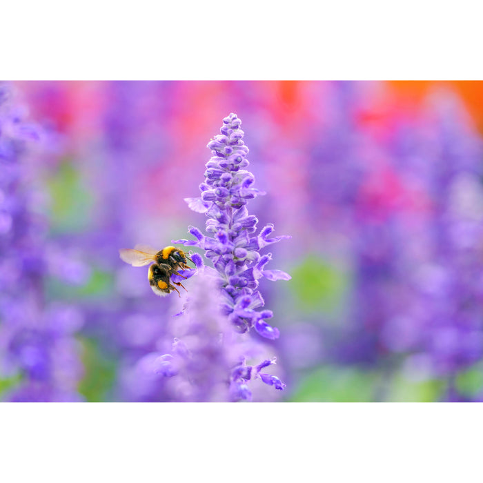 Sigma 105mm f/2.8 DG DN Macro Art Lens - Leica L Mount