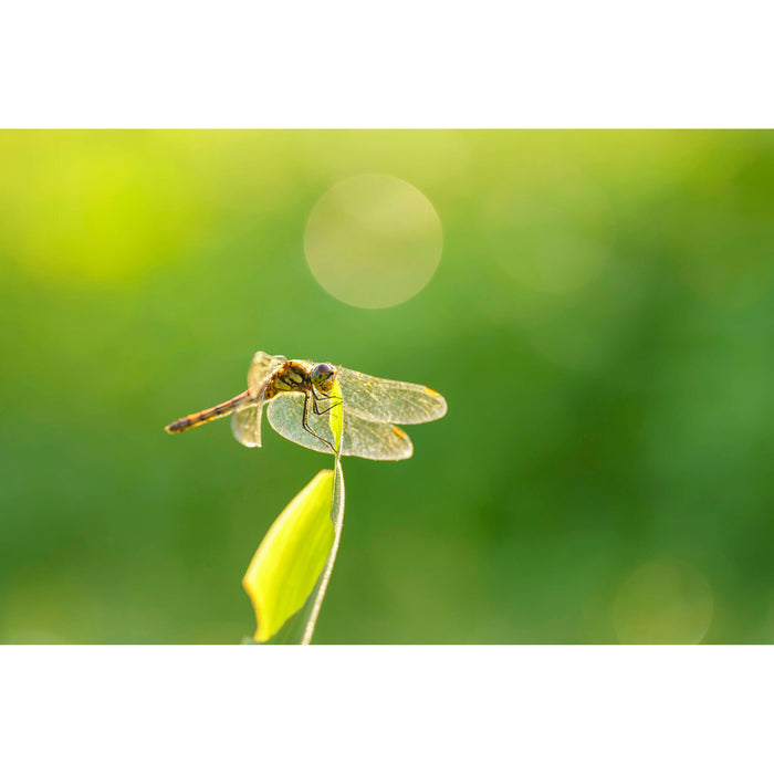 Sigma 105mm f/2.8 DG DN Macro Art Lens - Sony E Mount